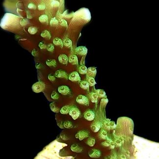 WYSIWYG 17H Bali Slimer Staghorn Acropora