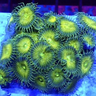 WYSIWYG T2 Grand Palythoa Colony 25+ Polyps