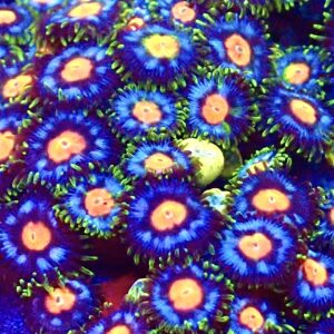 M.O.C. Sapphire Sunset Zoanthid (15+ Polyps )