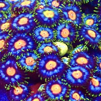 M.O.C. Sapphire Sunset Zoanthid (15+ Polyps )