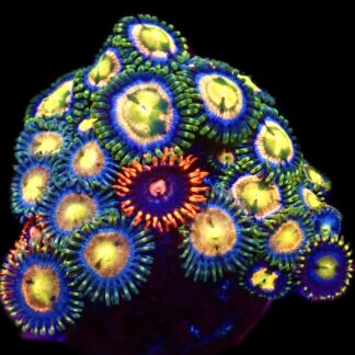 WYSIWYG Zoanthid Frag C90