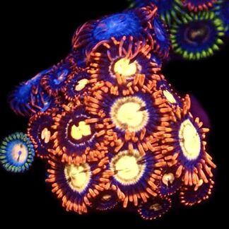 WYSIWYG Zoanthid Frag C91