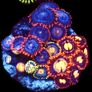 WYSIWYG Zoanthid Frag C92