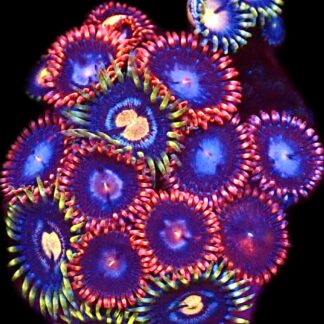 WYSIWYG Zoanthid Frag C93