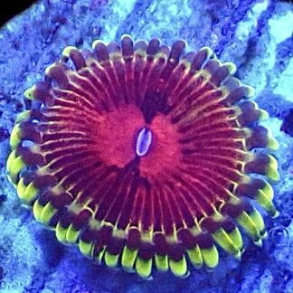 WYSIWY 32F Pirates Blood Zoanthid Frag