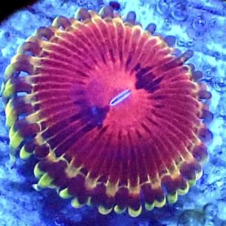 WYSIWYG 32G Pirates Blood Zoanthid Frag