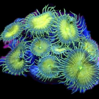 WYSIWYG 31C Grand Palythoa Frag