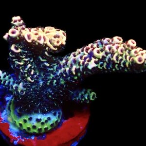 WYSIWYG 7C Rainbow Millepora Frag Large