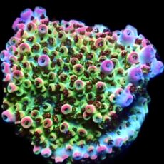 WYSIWYG 8G Bill Murray Acropora Frag