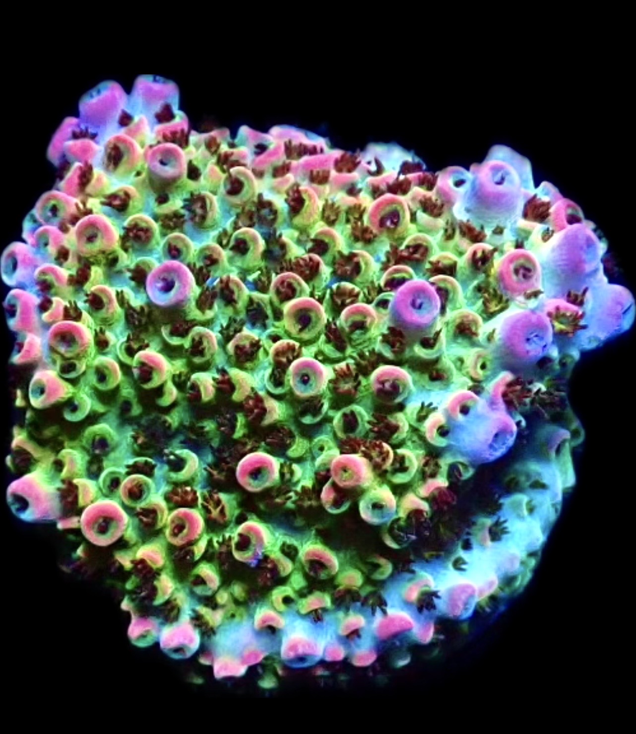 WYSIWYG 8G Bill Murray Acropora Frag