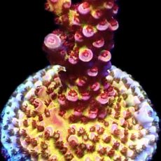 WYSIWYG 24G Ultimate PC Rainbow Acropora Frag