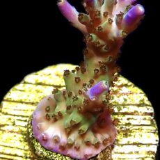 WYSIWYG 14H Pearlberry Acropora
