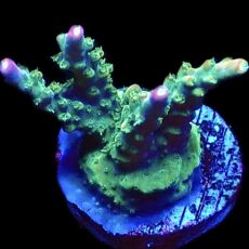 WYSIWYG 20H M.O.C. Bubblebath Unicorn Acropora Frag