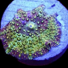 WYSIWYG 30F Rainbow Discosoma Mushroom