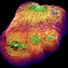 WYSIWYG  A4 Tropicana Chalice Frag