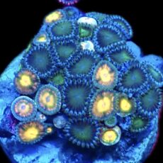 WYSIWYG  Zoanthid Frag C22