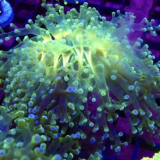 WYSIWYG Atomic Glow Frogspawn 5