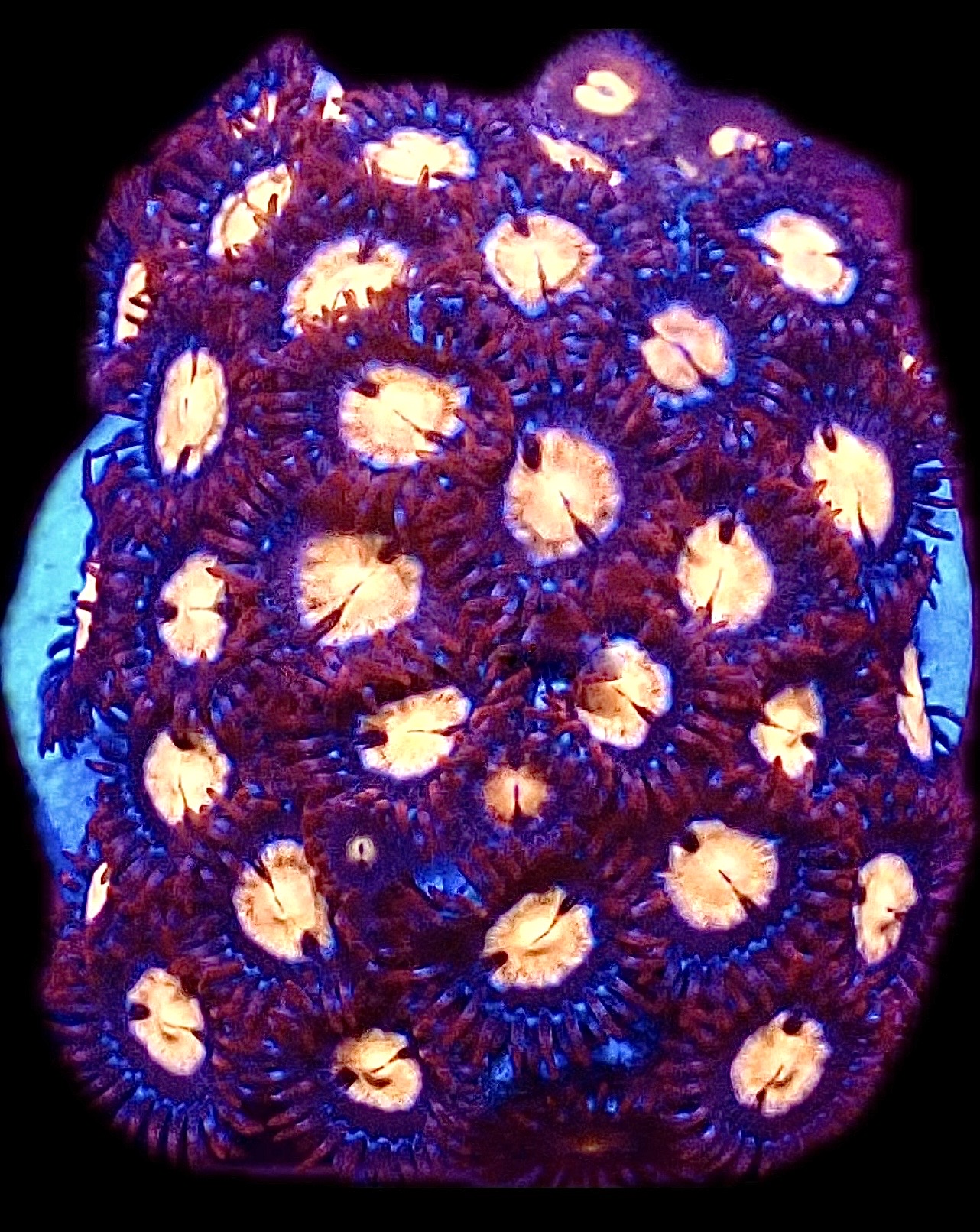 Caribbean Crunch Zoanthid (10+ Polyps )