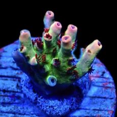 WYSIWYG 23F Dragon's Breath Acropora Frag