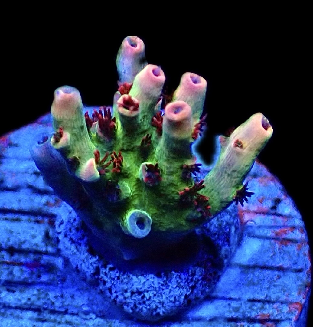 WYSIWYG 23F Dragon's Breath Acropora Frag