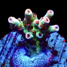 WYSIWYG 20G Dragon's Breath Acropora Frag