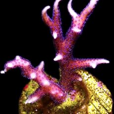 WYSIWYG 12i Bright Pink Hysterix Frag