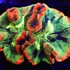 WYSIWYG Master Grade Rainbow Trachyphyllia 1