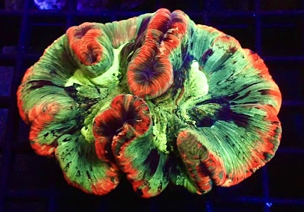 WYSIWYG Master Grade Rainbow Trachyphyllia 1