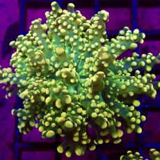 WYSIWYG Lime Based Orange Frogspawn Single 24