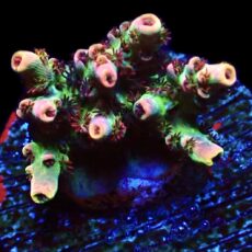 WYSIWYG 9G Dragon's Breath Acropora Frag