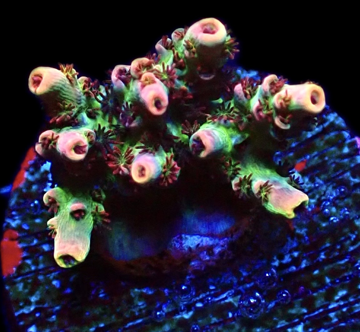 WYSIWYG 9G Dragon's Breath Acropora Frag