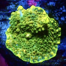 WYSIWYG Lemon Bounce Mushroom Small A50