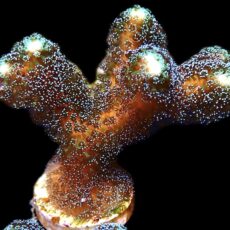WYSIWYG 18K Purple Stylophora Milka Extra Large