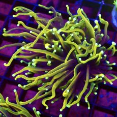 WYSIWYG Ultra Hellfire Gold Torch Euphyllia 33