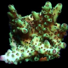 WYSIWYG 17G Tabling Berry Blast Granulosa Frag Extra Large
