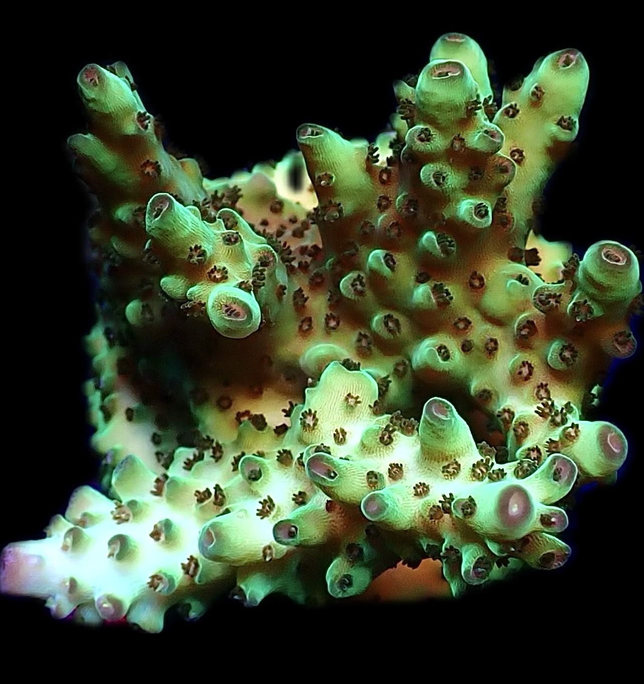 WYSIWYG 17G Tabling Berry Blast Granulosa Frag Extra Large
