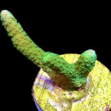 WYSIWYG 12K Bright Green Montipora Digitata Frag