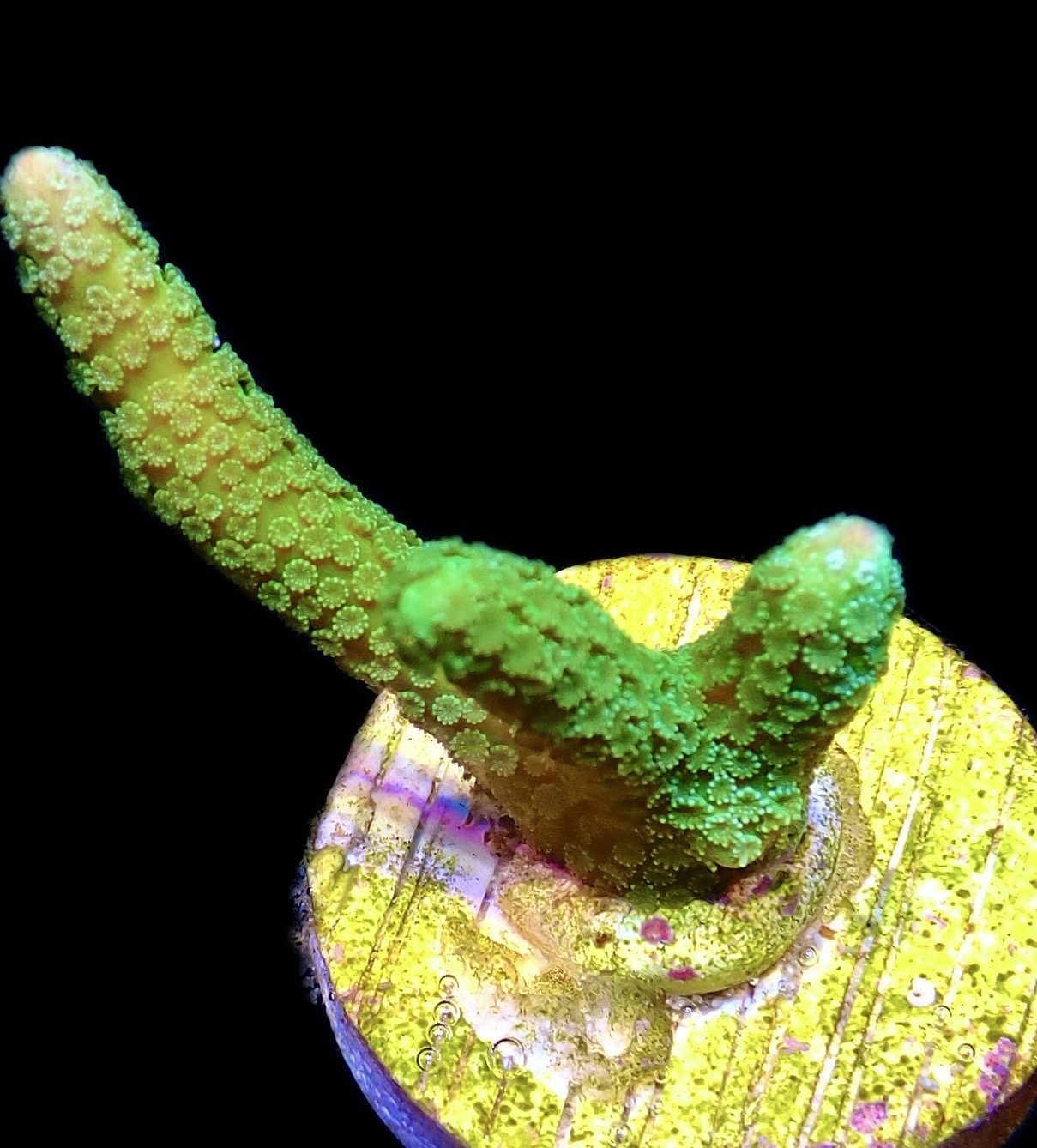 WYSIWYG 12K Bright Green Montipora Digitata Frag