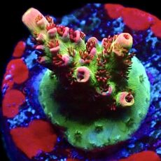 WYSIWYG 26F Dragon's Breath Acropora Frag
