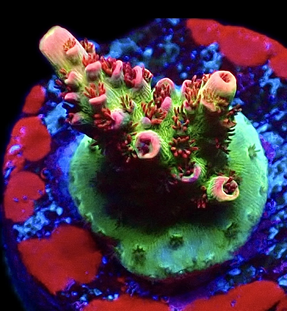 WYSIWYG 26F Dragon's Breath Acropora Frag