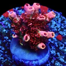 WYSIWYG 25H Dragon's Breath Acropora Frag