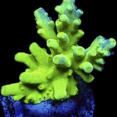 WYSIWYG 16G Neon Smoothskin Acropora