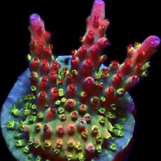 WYSIWYG 20E Berries And Cherries Acropora Frag