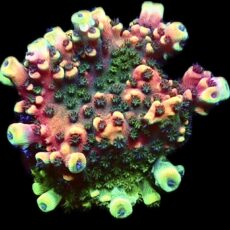 WYSIWYG 17F Pink Cadillac Acropora Large