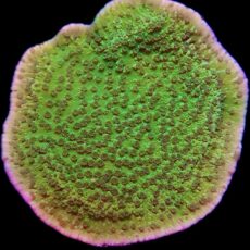 WYSIWYG 15D Pink Rim / Purple Polyped Plating  Montipora Capricornis