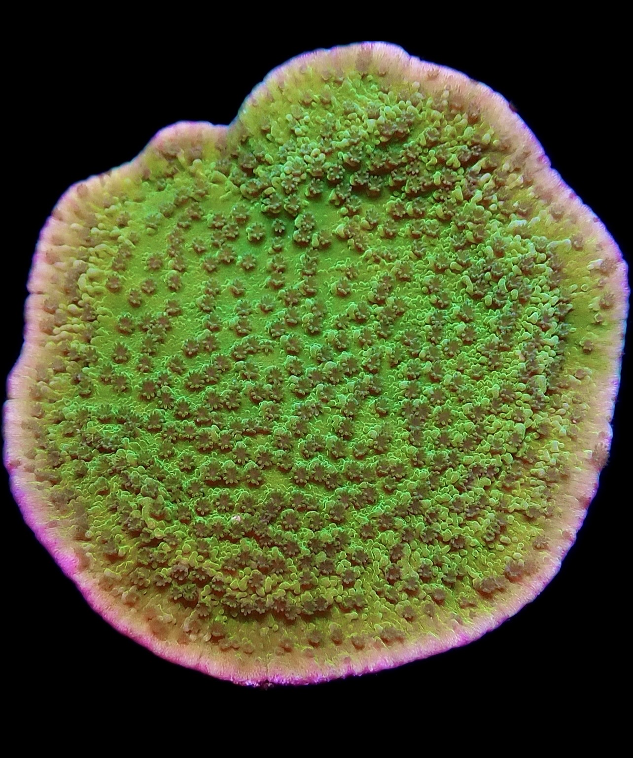 WYSIWYG 15D Pink Rim / Purple Polyped Plating Montipora Capricornis