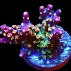 WYSIWYG 18G Galactica Acropora Extra Large