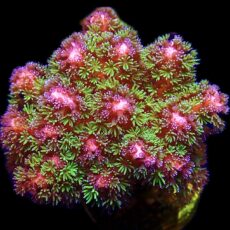 WYSIWYG 12i Amethyst Gem Pocillopora Frag Large