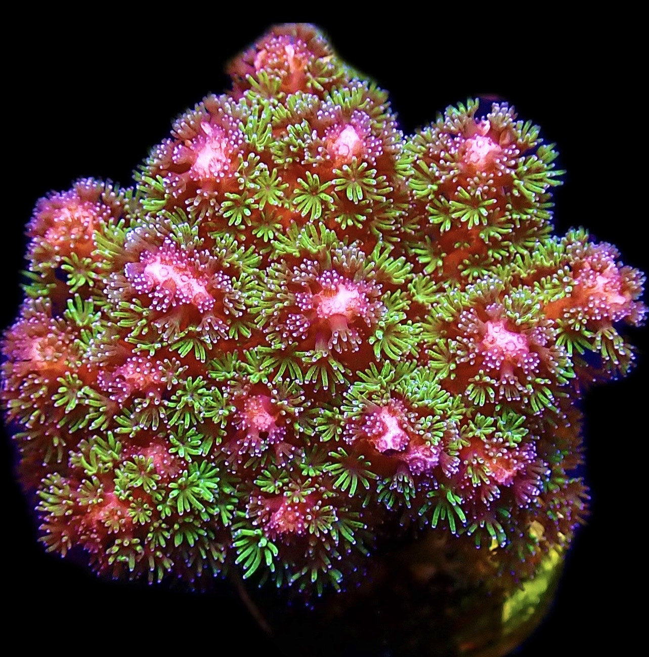 WYSIWYG 12i Amethyst Gem Pocillopora Frag Large