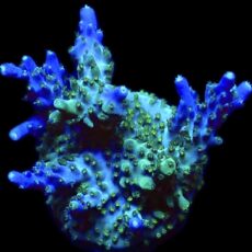WYSIWYG 15E Acropora Large